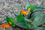 Rainbow Lorikeet 109